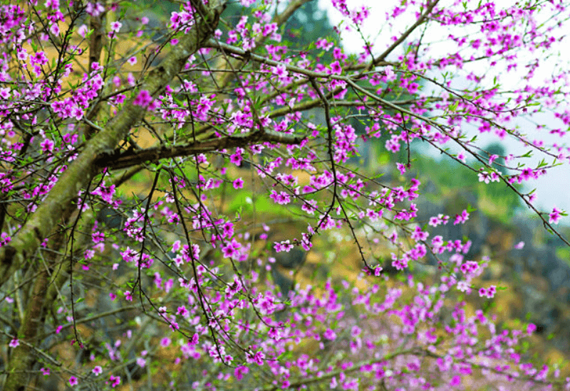 “Mùa hoa núi”: Thấm đẫm văn hóa vùng cao
